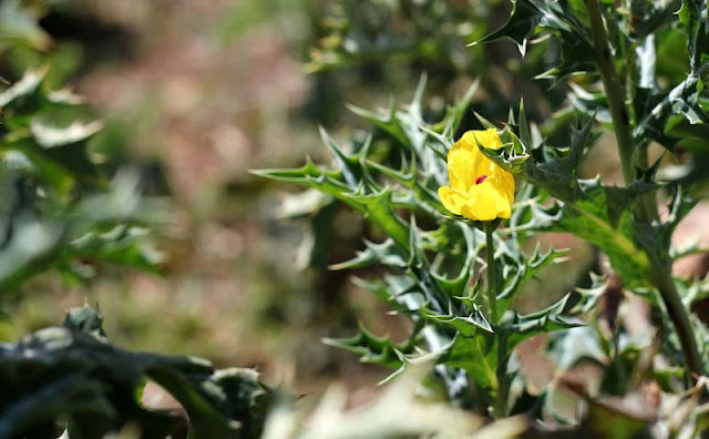 Argemone Mexicana Flowers Pictures