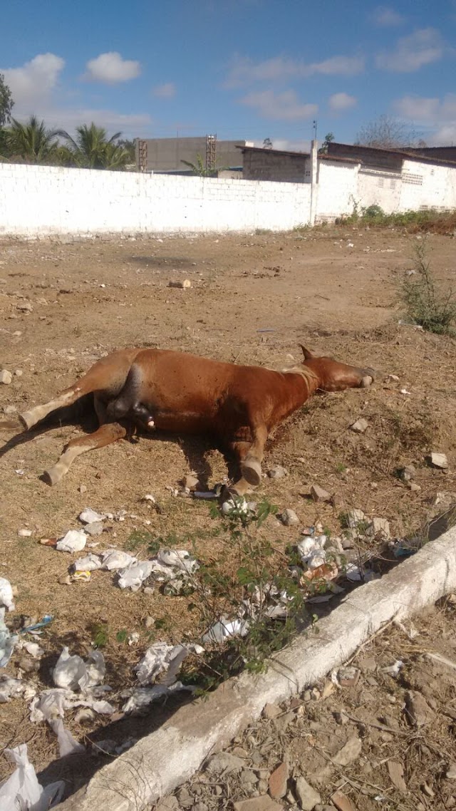 CAVALO  MORTO É JOGADO POR TRÁS DA RUA DA LAMA