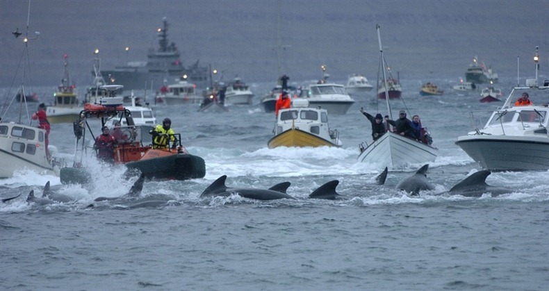 whale-hunting-12 whale-hunting-12