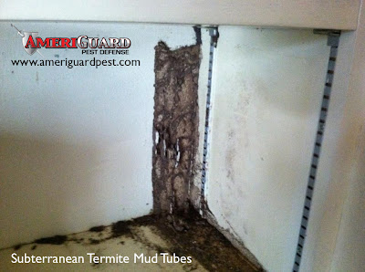 Subterranean Termite Mud Tubes