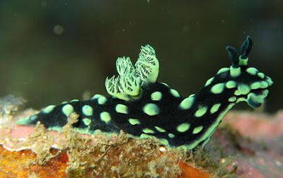 Foto Photo: Nembrotha Cristata