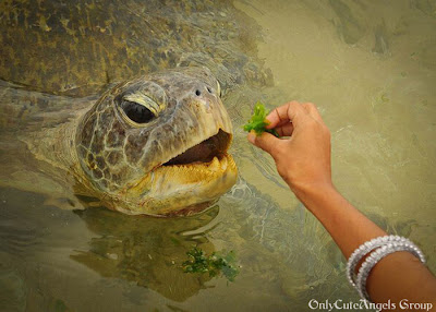 Turtles_Eating_Things