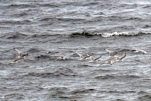 Kittiwake