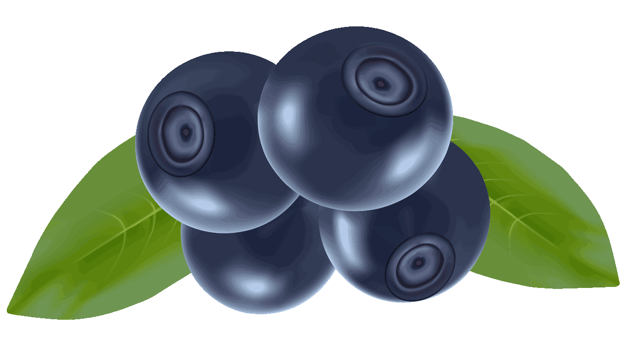 Kumpulan Clipart Buah  Blueberry www buahaz com