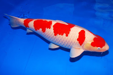 Ikan Koi