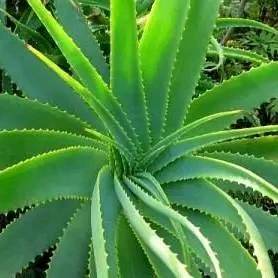 Aloe vera farming