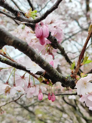オリンピア公園（Olympiapark）の桜の接写