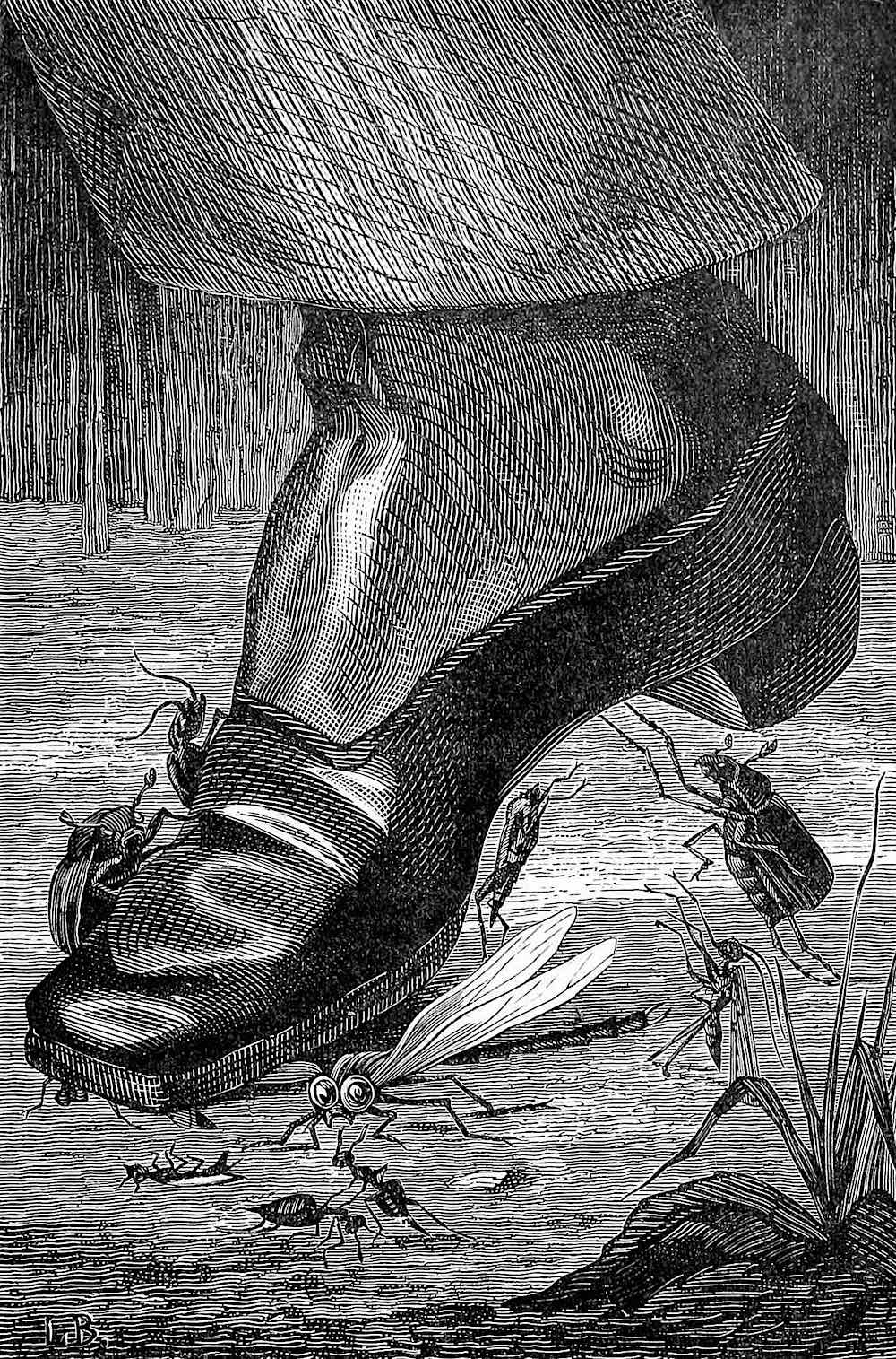 a Léon Becker illustration of a mans shoe cruching insects