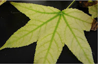 A yellow leave with green veins