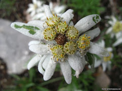 Bunga Leontopodium Alpinum Bukti Cinta Sejati!?