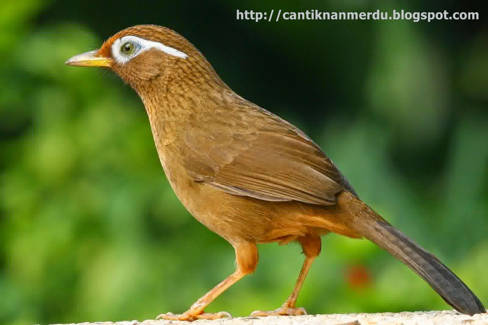 Budidaya Burung Burung Hwa mei Wambi yang  kini langka