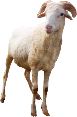 Gambar Kambing Kurban Png