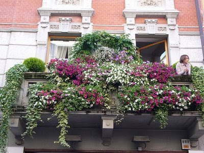 Window Flower Boxes Ideas