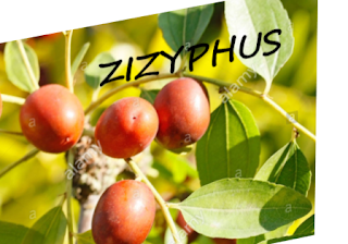 ZIZYPHUS السدر