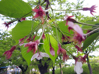 ほとんど散ってしまった桜