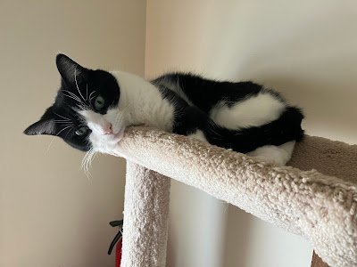 black and white cat on top of cat tree