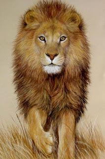 gambar Gambar Singa Lengkap gambar Gambar Singa Lengkap
