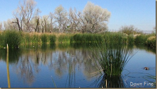 sweetwater wetlands_035