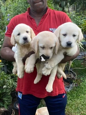 Labrador Puppies - pet shop kegalle
