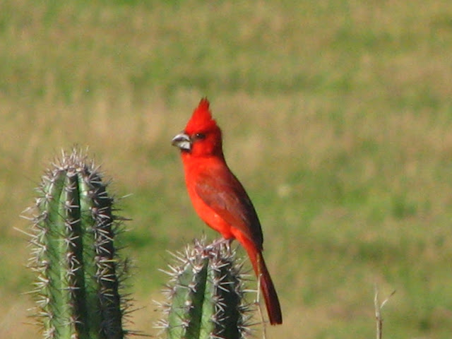 cardinal wallpaper,cardinal images,cardinal photo,cardinal picture,cardinals,cardinal bird,flying cardinal,sweet cardinals,red cardinal,