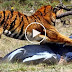 Tiger Attacks Man