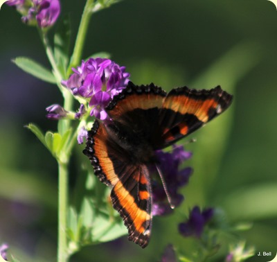 Milbert's Tortoiseshell