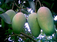 health benefits of mangoes