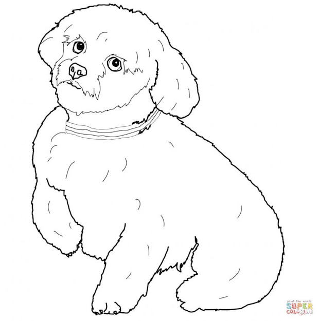  Dogs Coloring Pages Free Short Hair Maltese Dog Page Large Size 