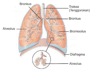 Hasil gambar untuk proses pernapasan yang terjadi di paru paru
