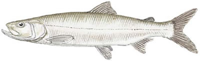 Inconnu (Stenodus leucichthys)