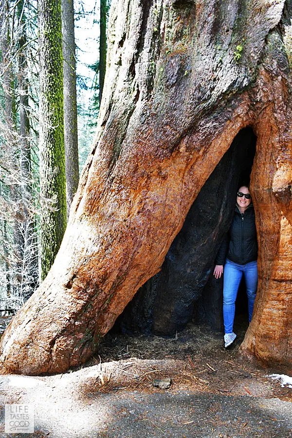 I'm sharing my secret to seeing Yosemite in a day! I'll fill you in on how we saw many of the favorite attractions in Yosemite National Park all in just one day! Add this to your bucket list! #LTGtravels