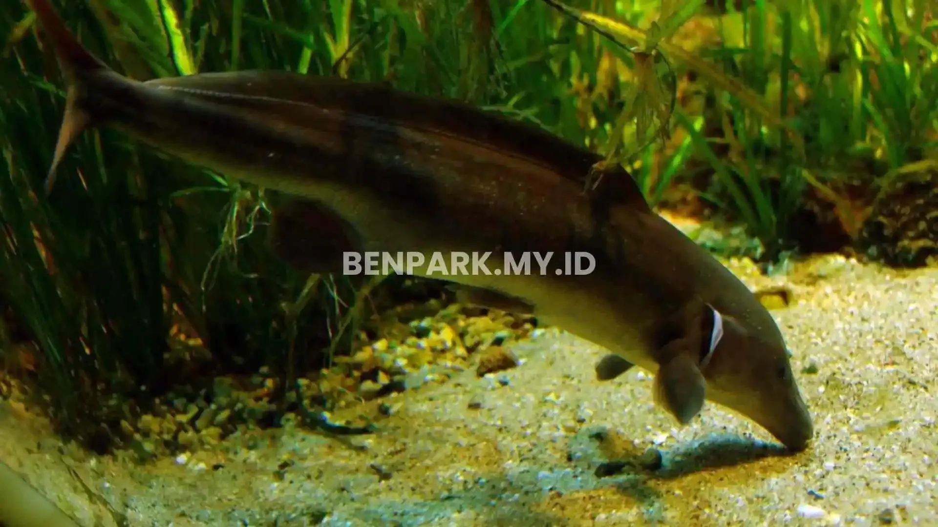 Eastern Bottlenose Mormyrid