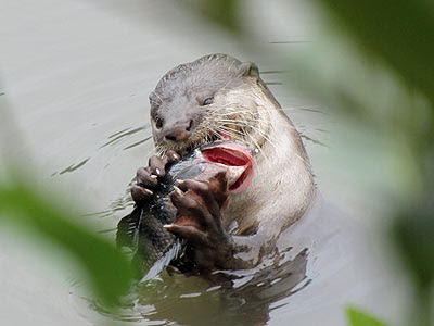 Smooth Otter (Lutrogale perpicillata)