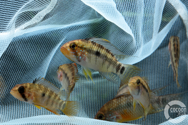 Apistogramma cf. personata (Rio Vaupés 南岸産)