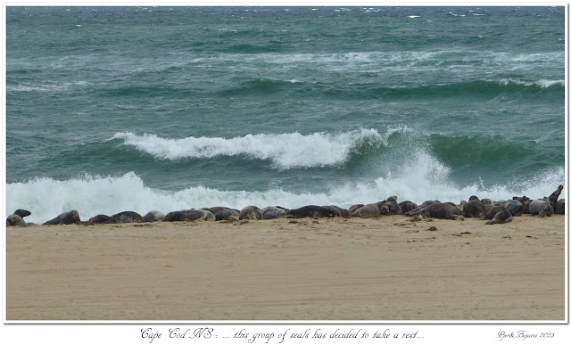 Cape Cod NS : ... this group of seals has decided to take a rest...