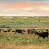 High fertilizer costs force some Montana ranchers to adjust