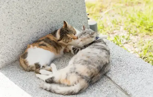Discovering the Enigmatic Calico Cat: A Colorful Marvel of Nature