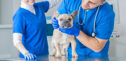 What Is Preventive Care, And Why Is It So Important For My Dog?
