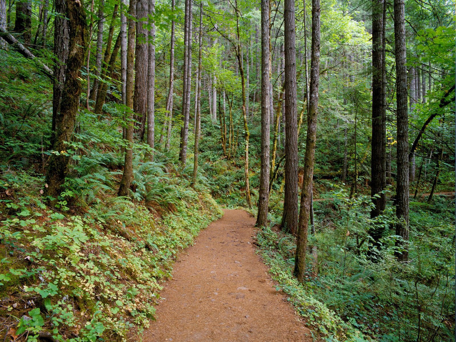 ... -Foto Pemandangan Hutan yang Alami (Ukuran Besar) | Planet Wallpapers