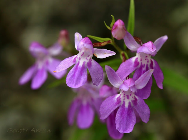 Ponerorchis graminifolia