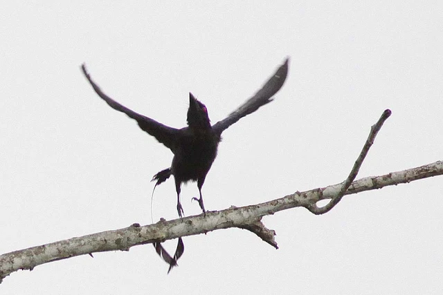 Greater Racquet-tailed Drongo (Dicrurus paradiseus)