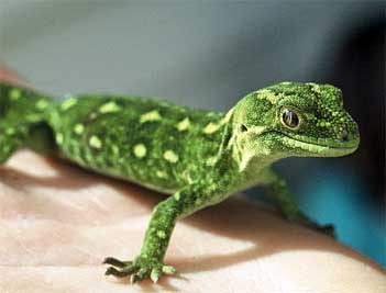 gecko