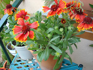 Gallardia (Gaillardia aristata Pursh.).