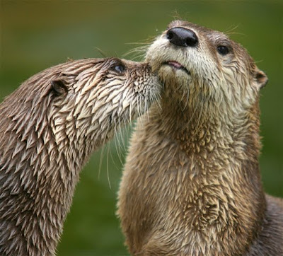 Top Best Animal Photographs