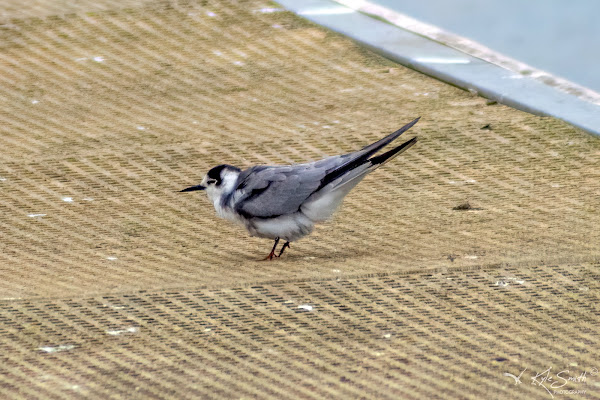 Black tern