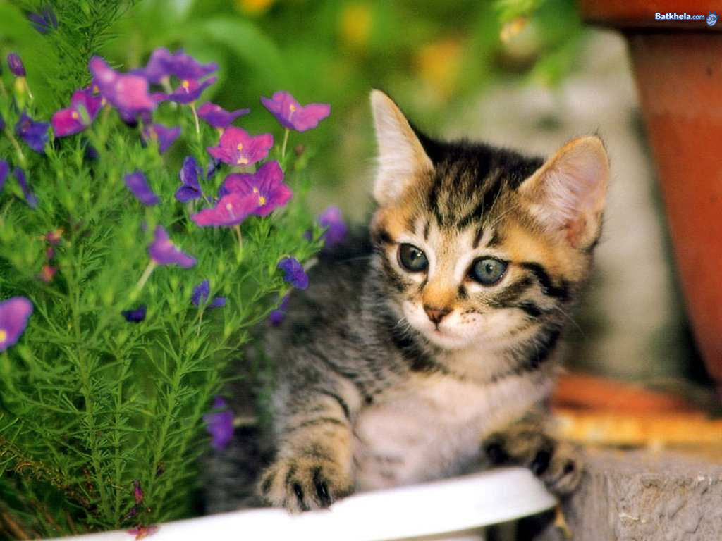  Yellow  Wallpaper  Cat  Cute  HD Wallpaper  Download Free