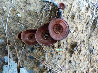 Polypore de Montagne - Coltricia montagnei