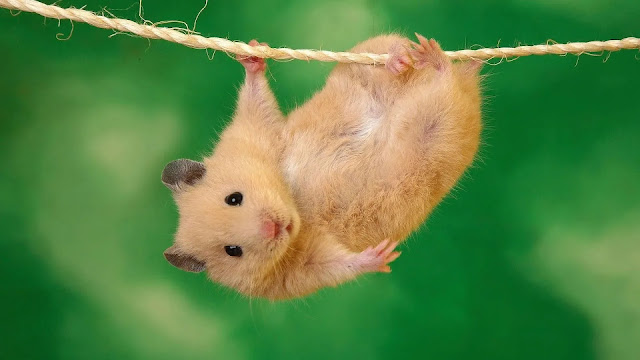 Hamster is on rope