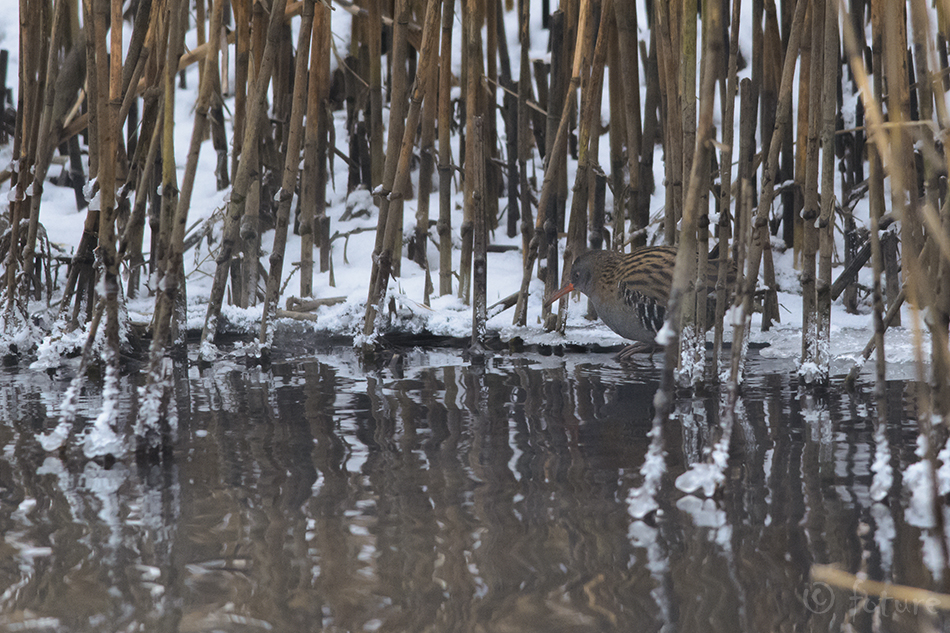 Rooruik, Rallus aquaticus, Water Rail, Western, ruik