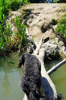 Dog crossing branches from beach to park in Bluffers Park